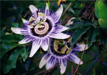 Plant Image
